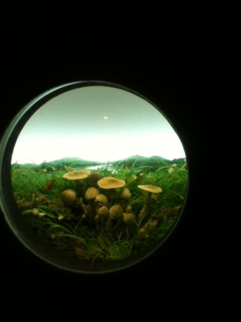patrik jacobs peepholes